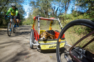 Basset hound being pulled in a bike trailer on a greenway with two cyclists, wearing helmets, ride behind him