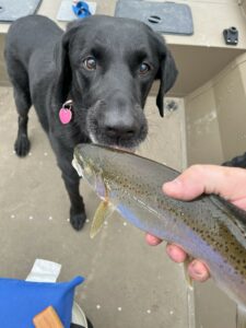 Black lab sniffing a trout.