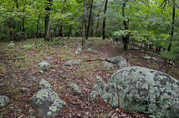 Wooded area with mossy stones and leaf-covered ground.